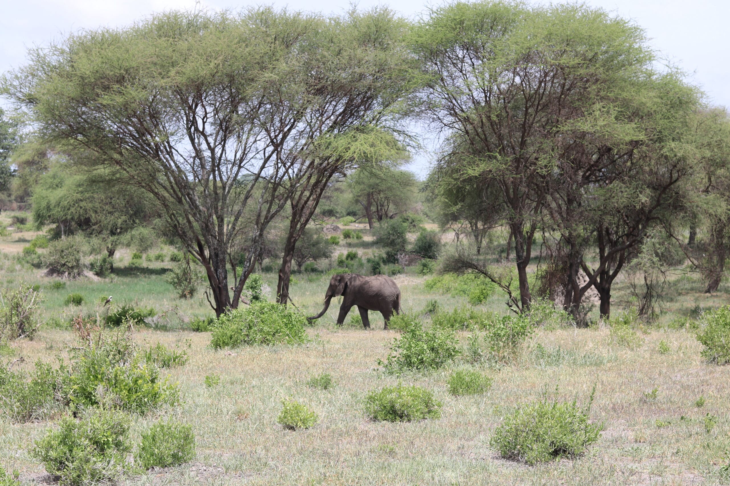 Photographie Elephant - Tanzanie - cc Paola Krug