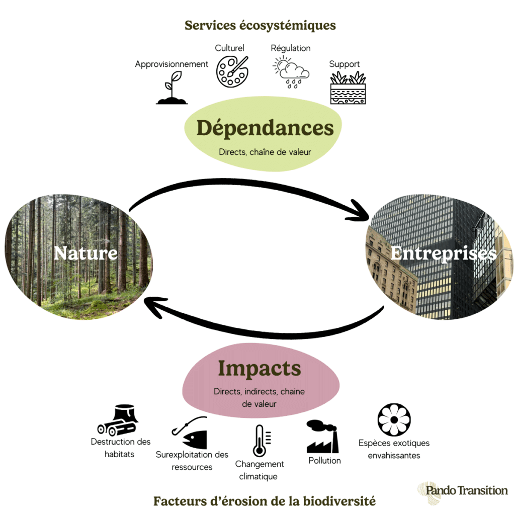 Schématisation des impacts et dépendances des entreprises à la Nature réalisé par Pando Transition