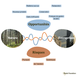 Schématisation des risques et opportunités des entreprises à la Nature par Pando Transition