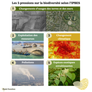 Illustration des 5 pressions sur la biodiversité selon l'IPBES