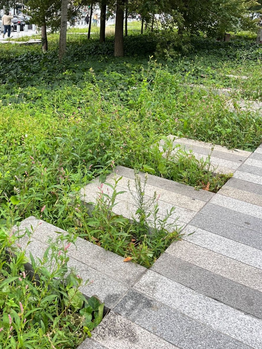 Renaturation sur petite surface, un challenge social et écologique - 2