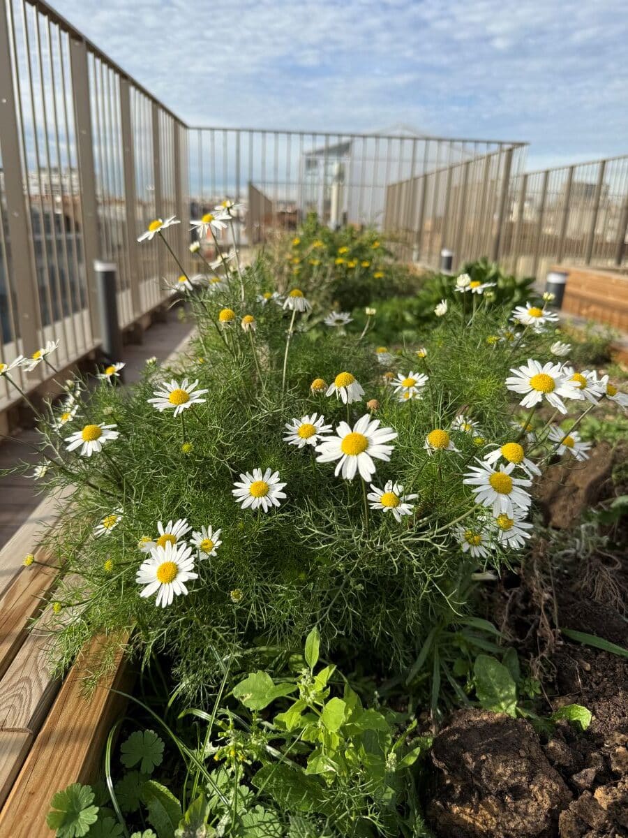 Un potager pour des chefs sur les toits de Paris - 2