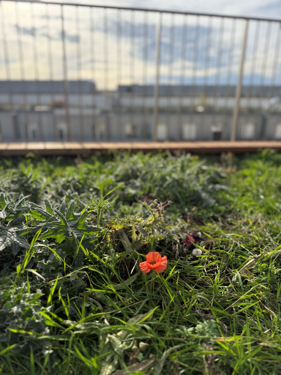 Un potager pour des chefs sur les toits de Paris - 5