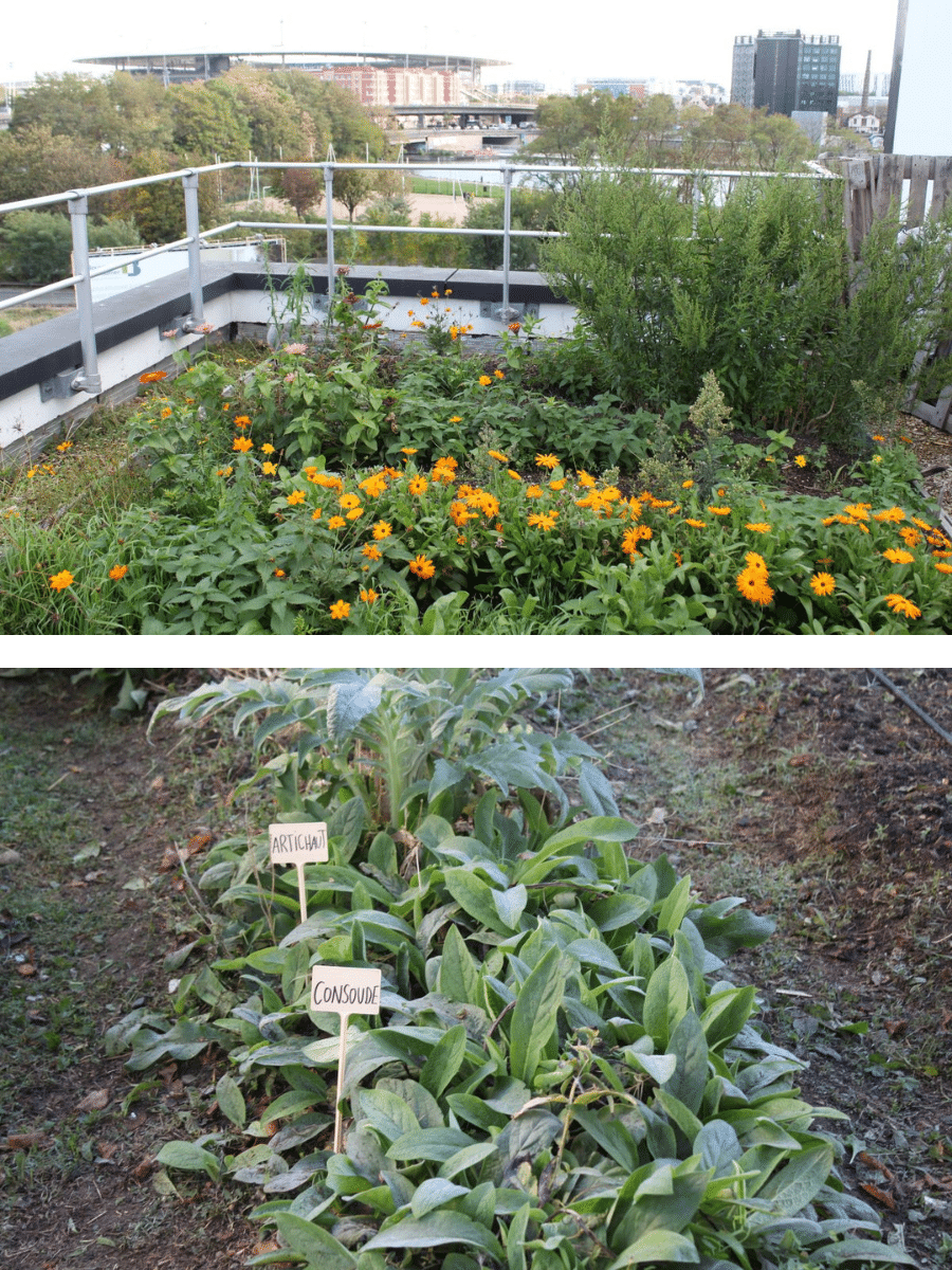 Un potager pour des chefs sur les toits de Paris - 4