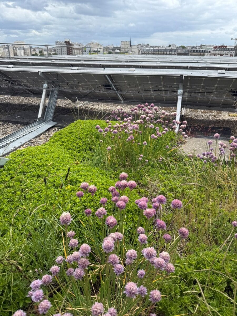 Vers la résilience écologique du patrimoine de la RIVP - 1