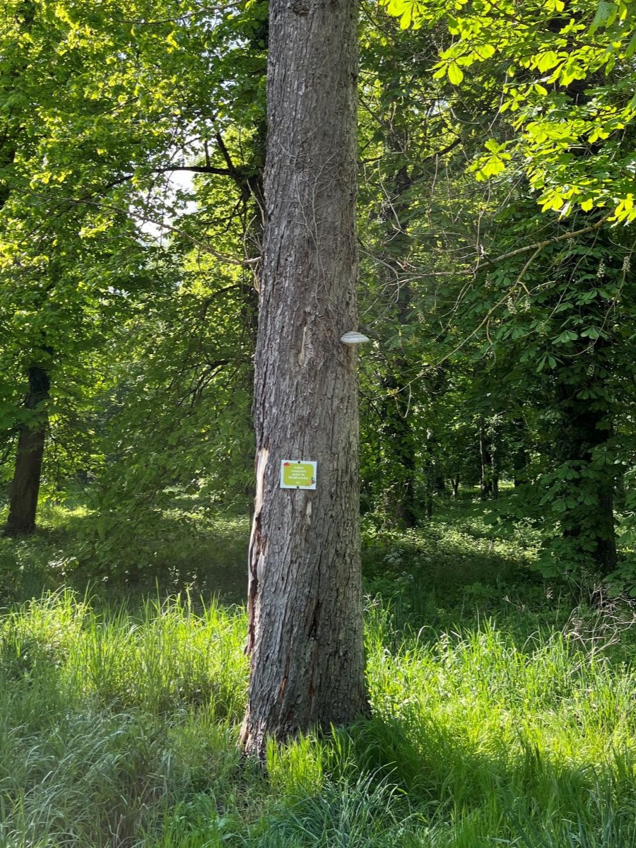 Des eaux pluviales infiltrées ou valorisées sur la Métropole de Dijon - 1