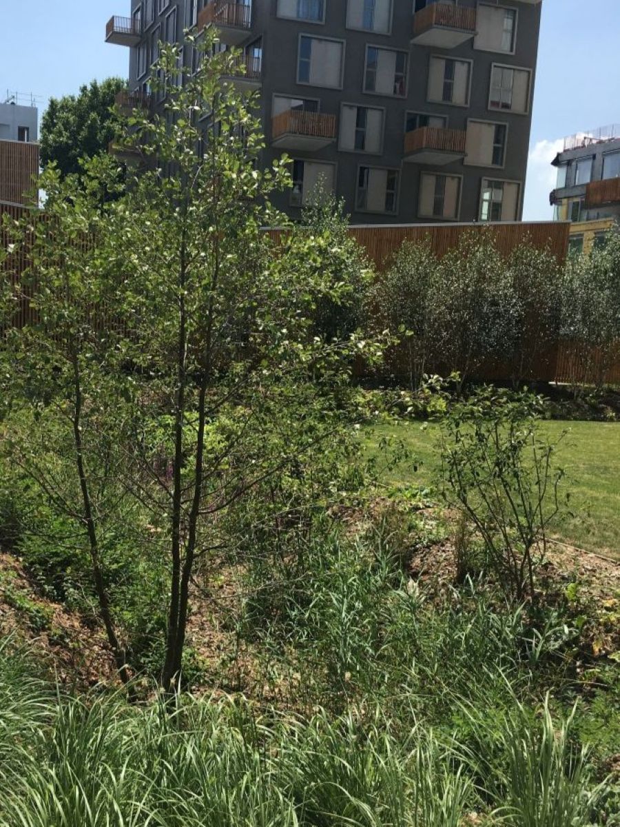 Des eaux pluviales infiltrées ou valorisées sur la Métropole de Dijon - 2