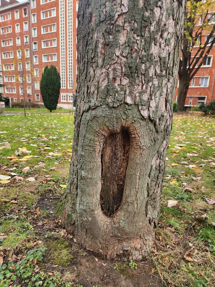 Renaturer pour créer un ilot de fraîcheur et requalifier les extérieurs - 2